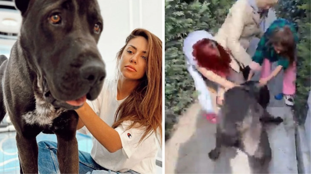 Köpeği, başka bir köpeği öldüren Banu Parlak’tan açıklama: Oyun oynamak için yanına gitti
