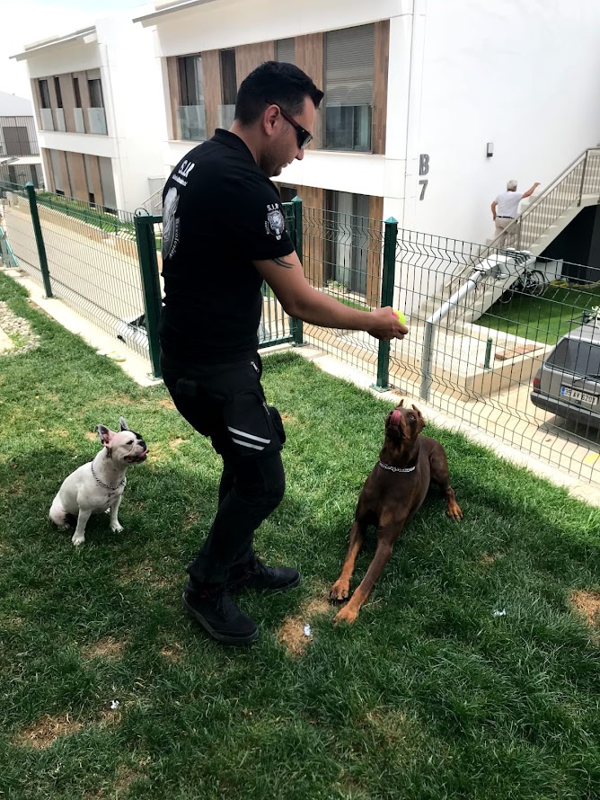 S.I.R K9 Köpek Eğitim Akademisi: Emre Ün ile Kaliteli Eğitim